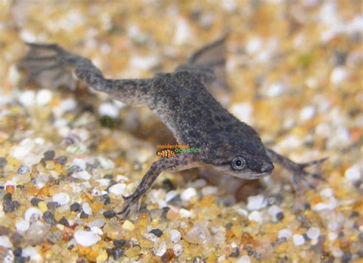 Are African Dwarf Frogs territorial?