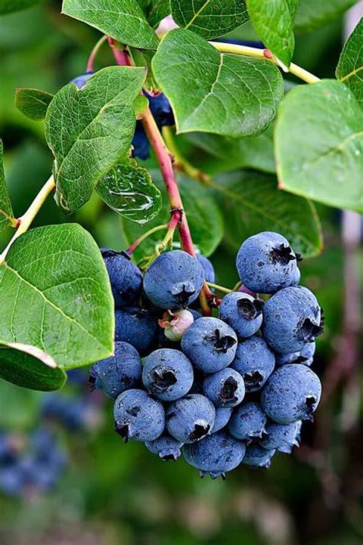 Are blueberry plants grafted?