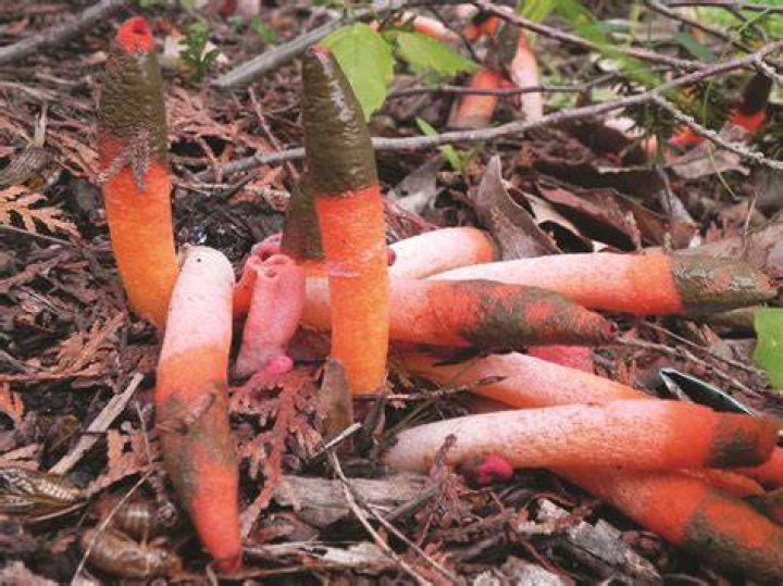 Are Red stinkhorn mushrooms poisonous?