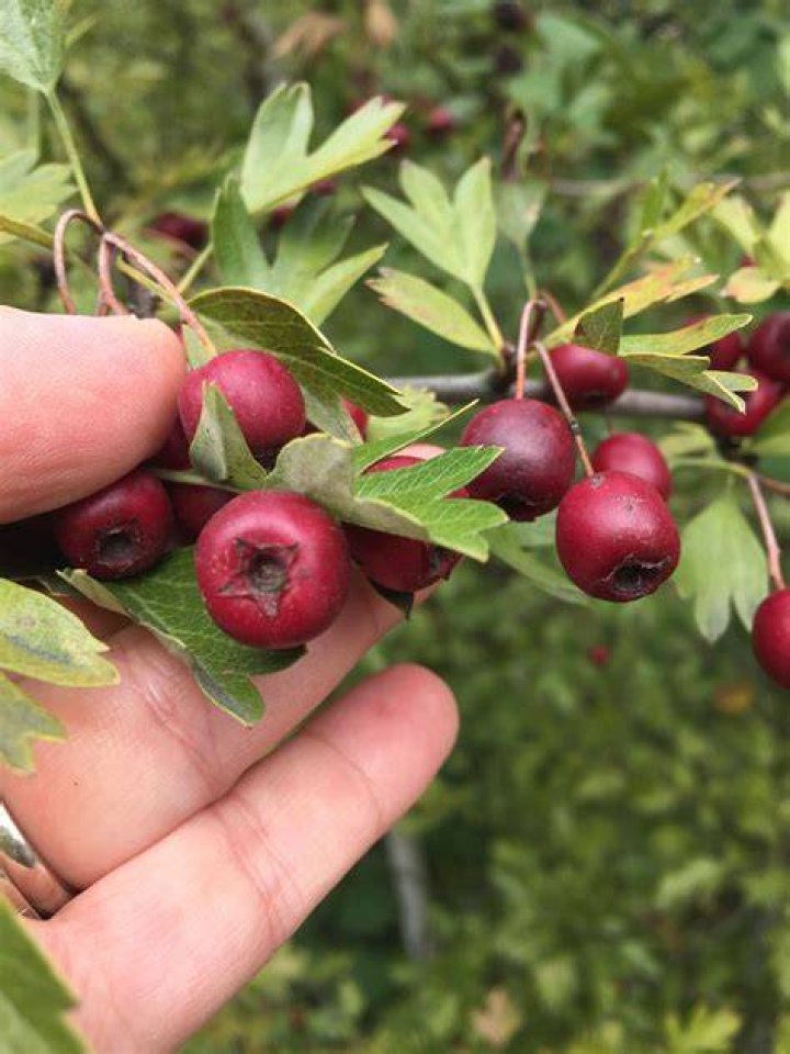 Are tea berries edible?
