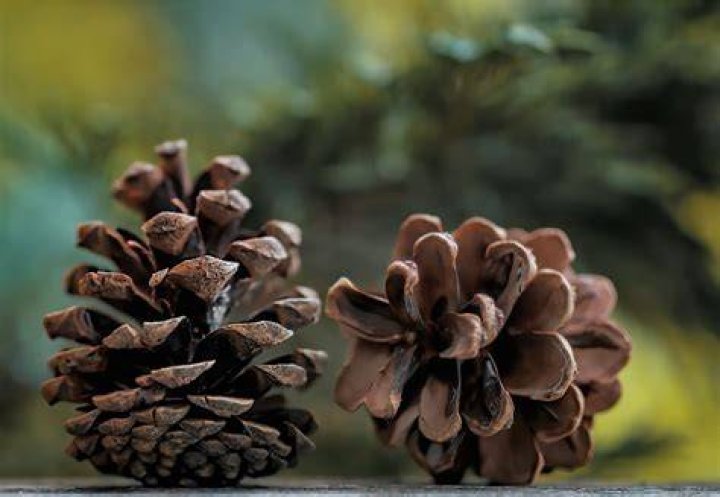 Are there bugs in pine cones?