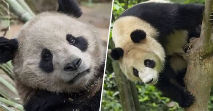 Are there pandas in California?