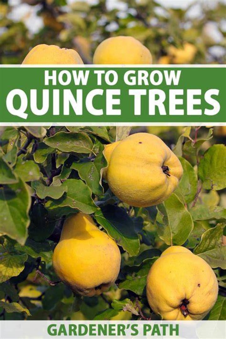 Can quince grow in Canada?
