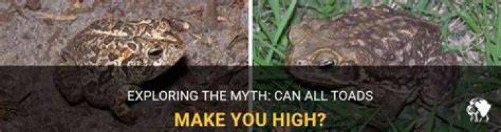 Can toads make you high?