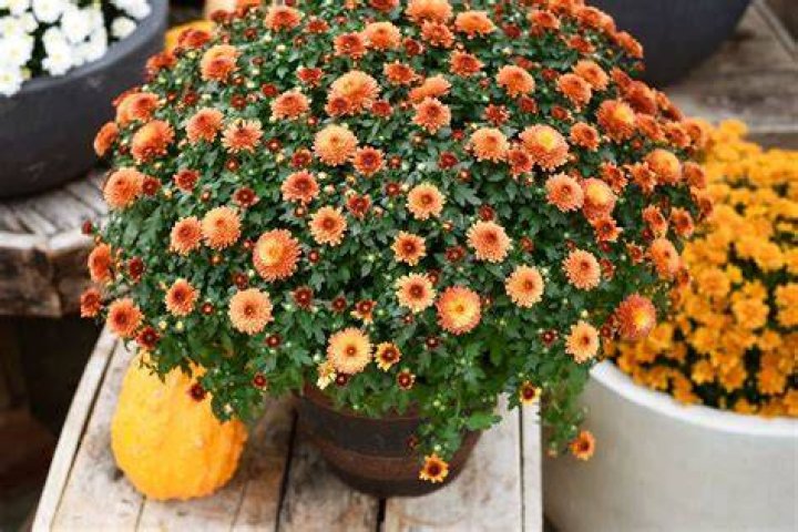 Can you cut mums in half?