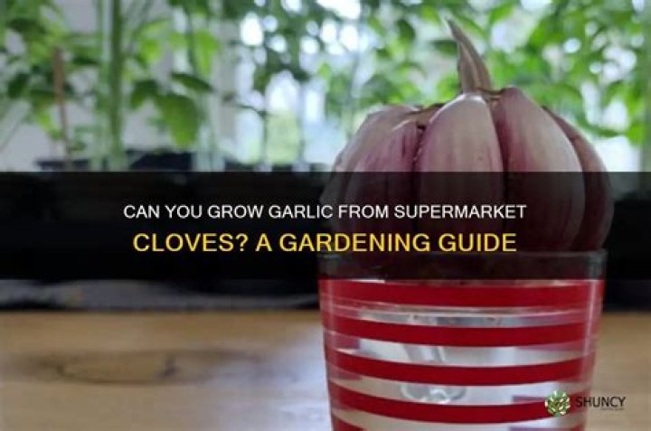 Can you grow garlic in supermarket?