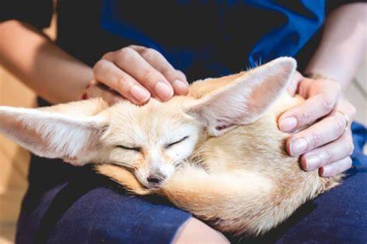 Can you own a domesticated fox in California?