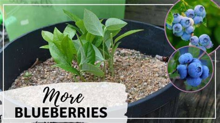 Can you start blueberry plants from cuttings?
