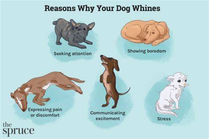 Can you stuff your dog?