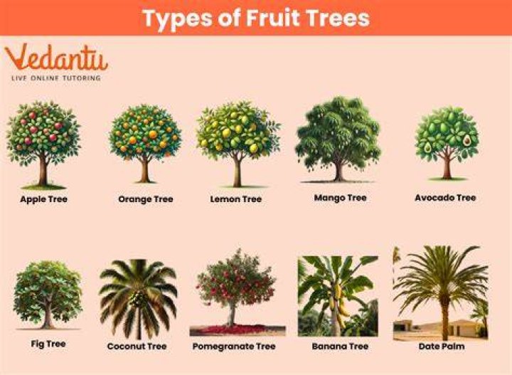 Characteristics of exotic trees