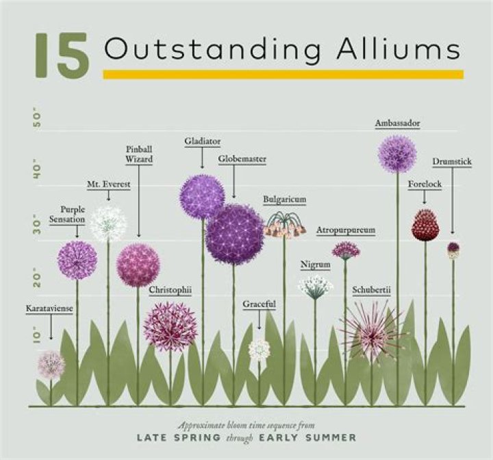 Do alliums flower every year?
