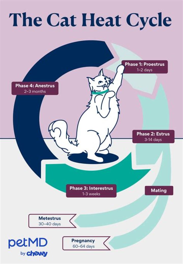 Do cats in heat have a discharge?