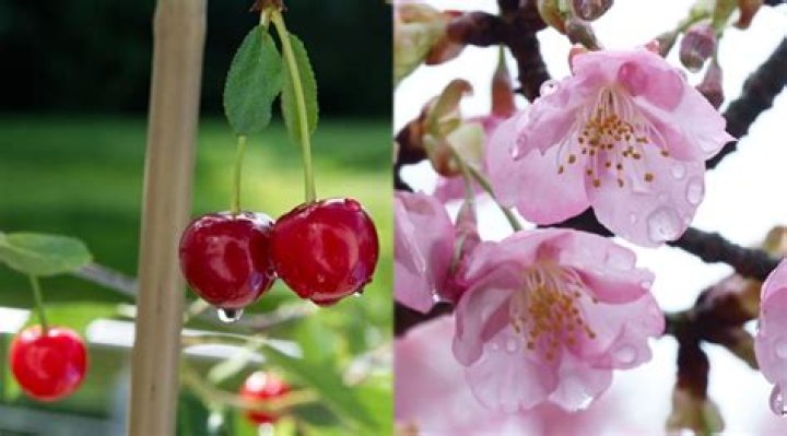 Do cherry blossoms turn from white to pink?