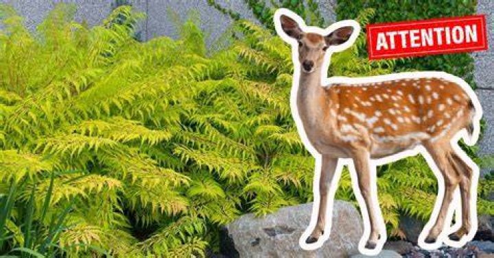 Do deer eat sword ferns?