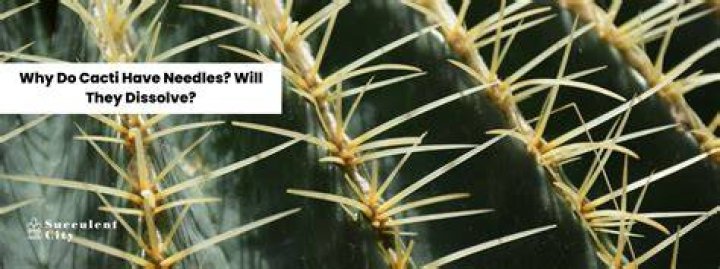 Do succulents have needles?