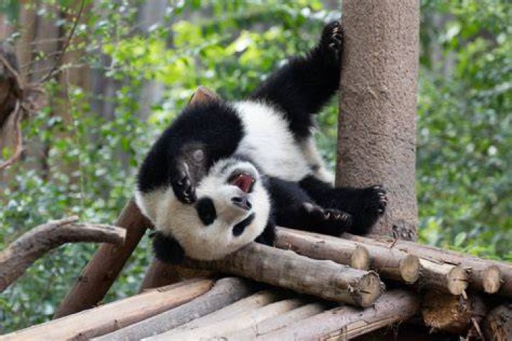 Does San Francisco Zoo have pandas?