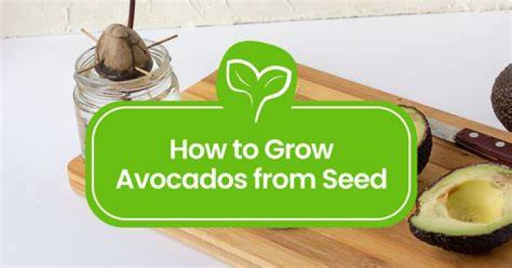 How do avocados spread their seeds?
