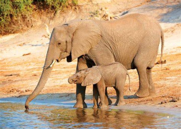 How do elephants adapt in the savanna?