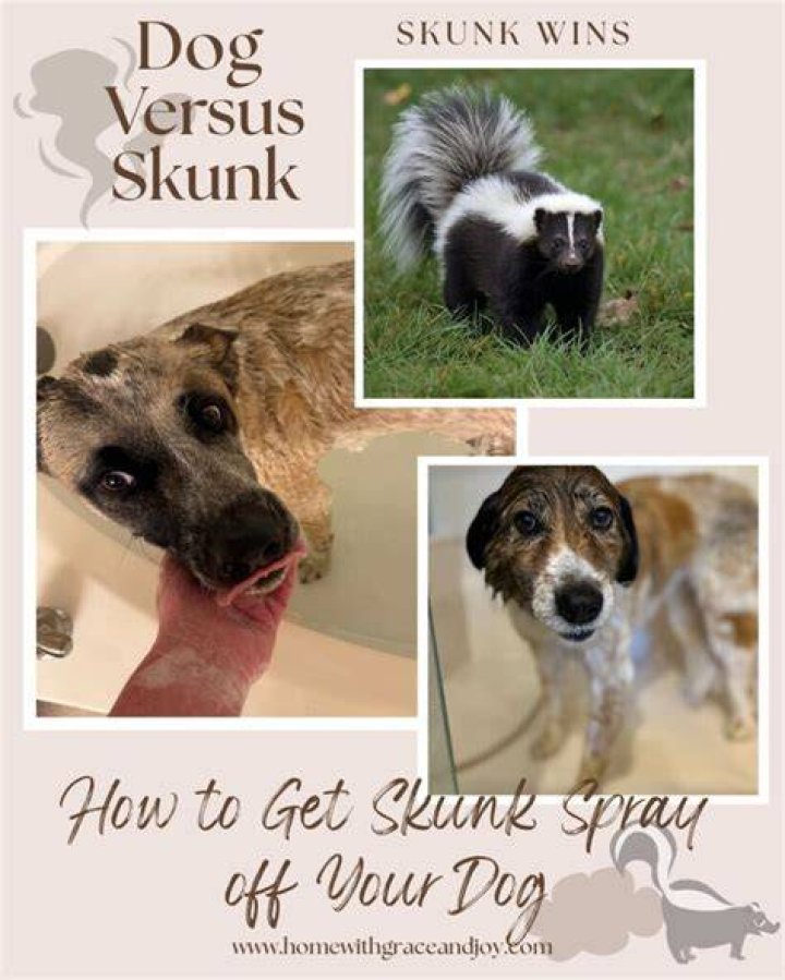 How do I get skunk off my dog?