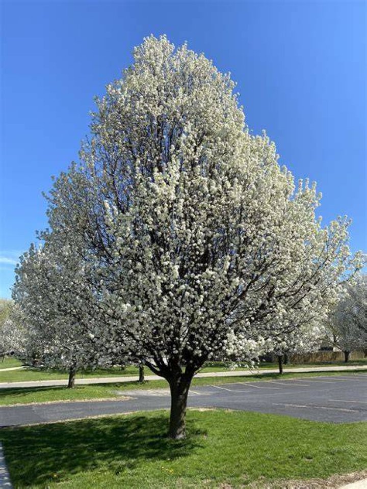 How do I trim a Bradford pear tree?