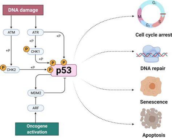 How do mutations in the p53 gene play a role in cancer?