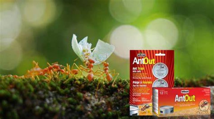 How do the ant traps work?