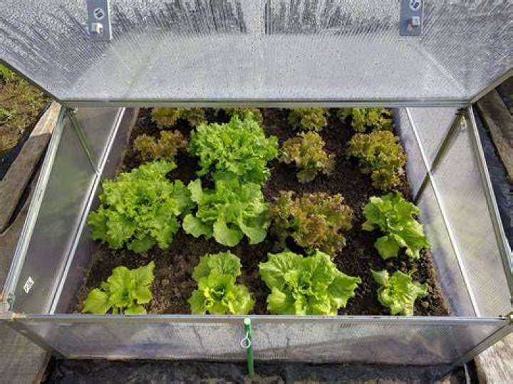 How do you grow lettuce in a greenhouse?