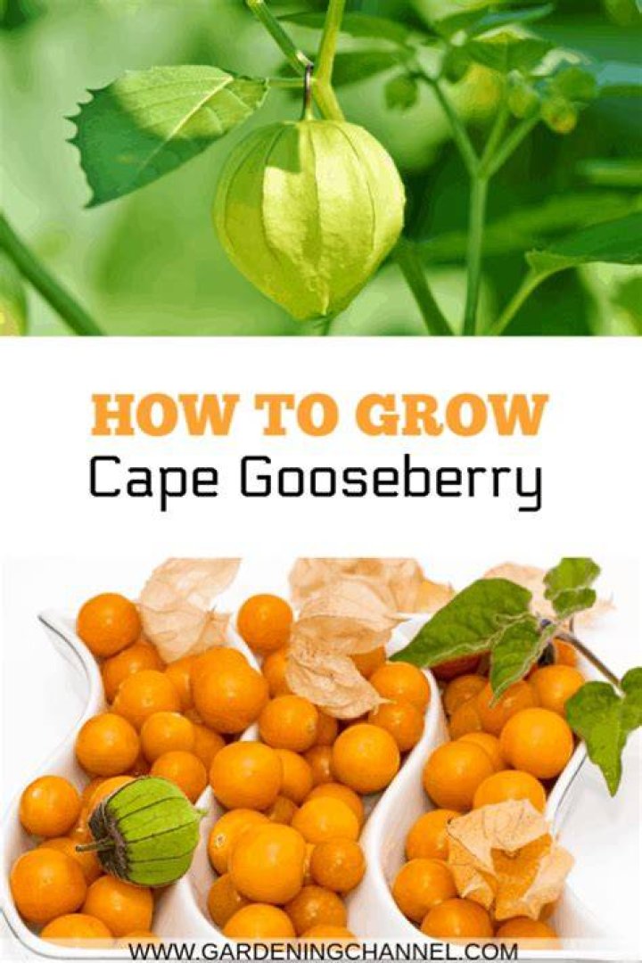 How do you plant cape gooseberries?