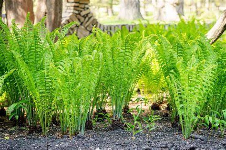How do you plant ferns?