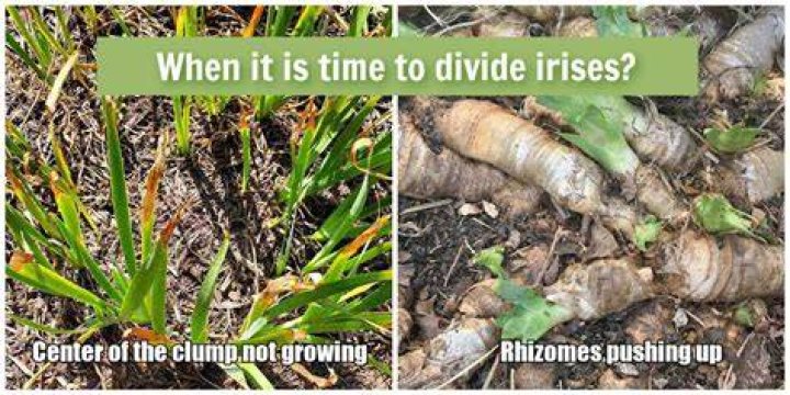 How do you split irises?