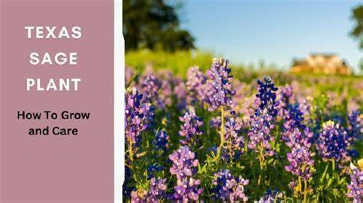 How do you take care of Sage?