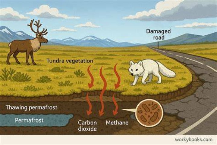 How does rainfall affect the tundra?