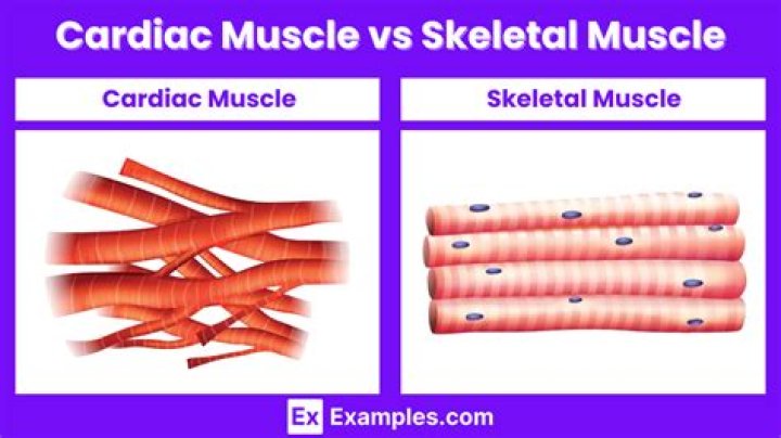 How is cardiac muscle similar to skeletal muscle?