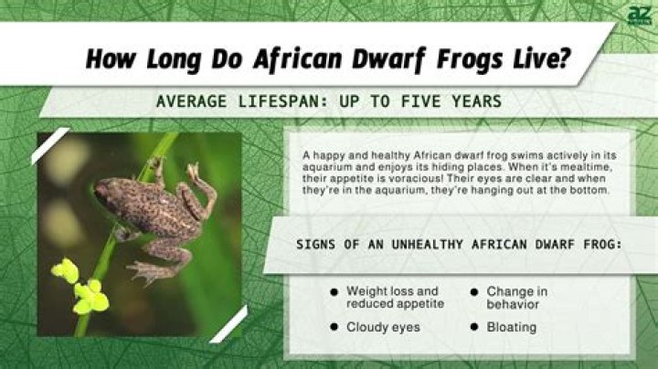 How long do African dwarf frogs live?