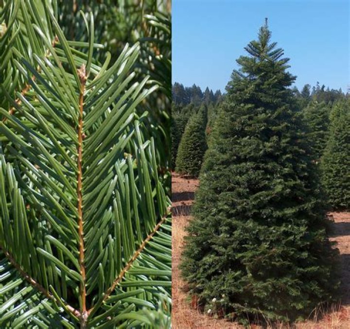 How long does a grand fir tree last?