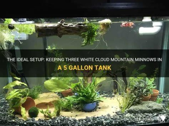 How many white cloud minnows are in a 5 gallon tank?