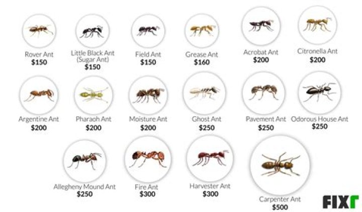 How much does it cost for ant control?