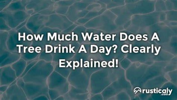 How much water does a tree consume in a day?