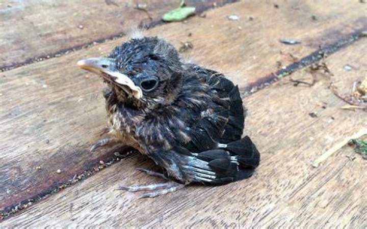 How often do you feed a baby blackbird?