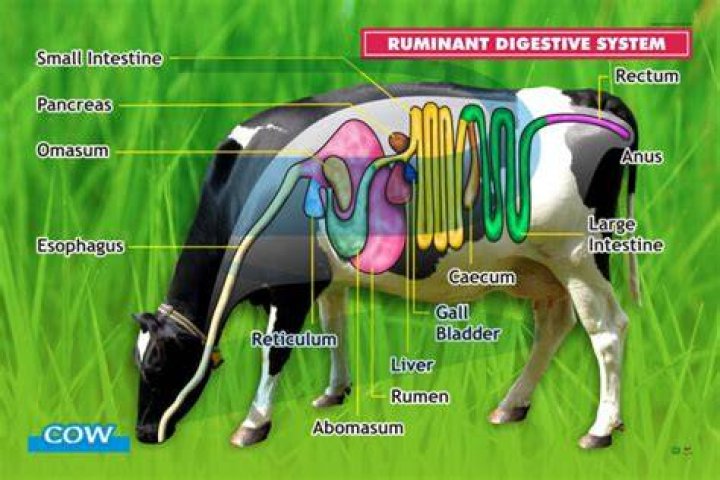 How the ruminant digestive system works?