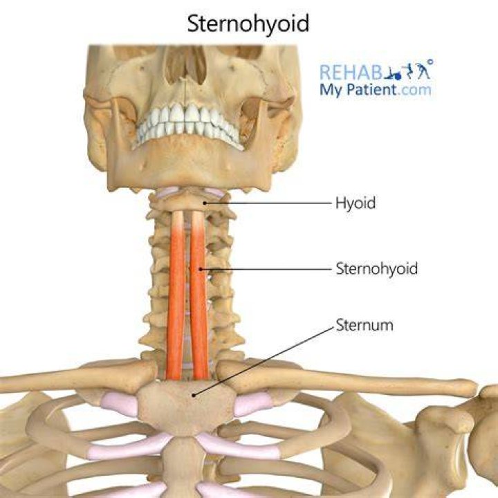 How was the Sternohyoid named?