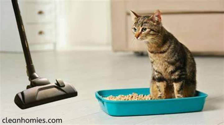 Is it OK to vacuum cat litter?