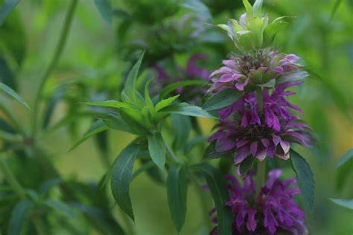 Is Lemon bee balm invasive?