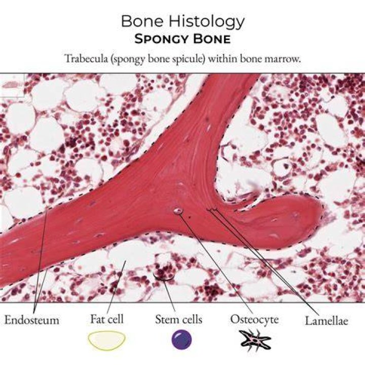 Is spongy bone vascular?