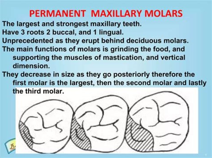 Is the second molar permanent?