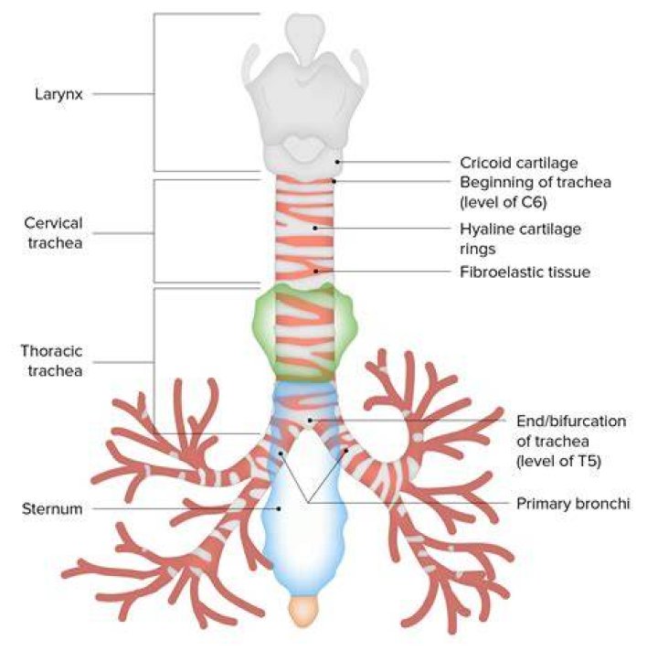 Is the trachea anterior to the vertebral column?