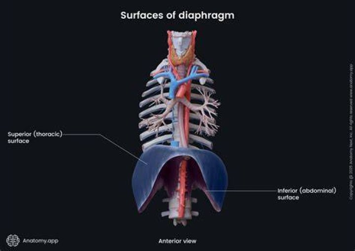 Is the trachea superior or inferior to the diaphragm?