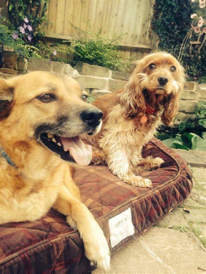 Keeping Up With the Pawdashians: Inside the Pet Influencer Phenomenon