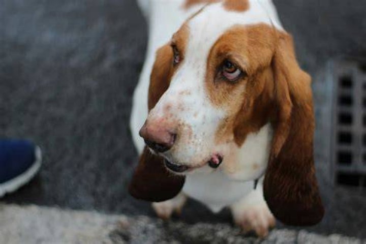 Leroy the Basset Hound: The Viral Video That Captured Millions of Hearts