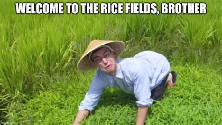 Welcome to the Rice Fields: The Story Behind a Viral Internet Phenomenon